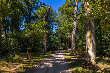  A beautiful old oak tree-lined walk in the Lauenburg Lakes Nature Park, Northern Germany