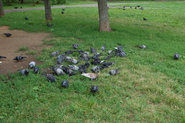 pigeons on the grass