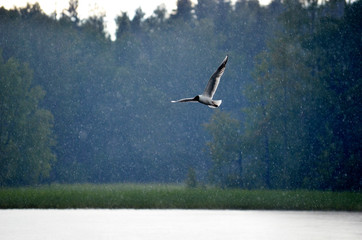 Seagull in the rain