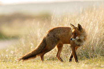 Red Fox in Countryside