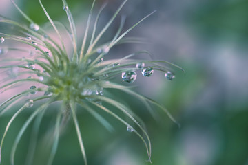 Clematis end of flowering immature seeds of a drop of water after a rain abstraction macro