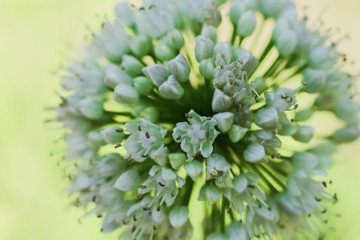 flower bloom onion closeup light background macro