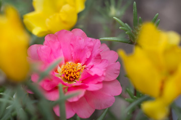 Portúlaca bloom flower pink yellow close-up