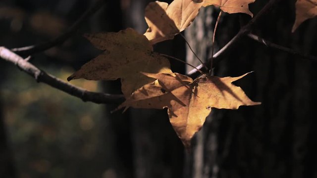 木漏れ日の森 紅葉 ８１ 晩秋のもみじ かえで