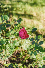 Obraz na płótnie Canvas Red rose on the bushes on a sunny day.