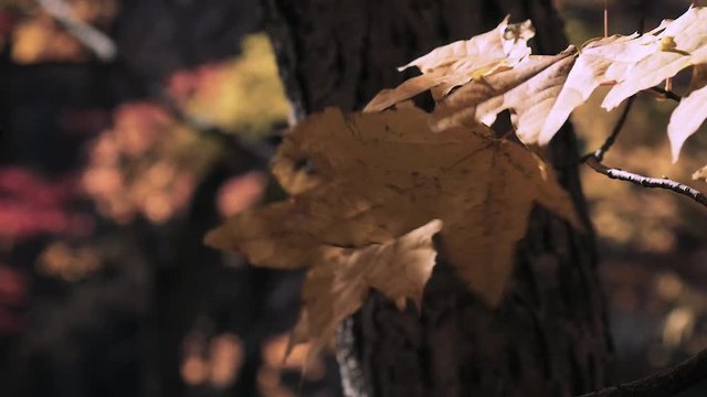 木漏れ日の森 紅葉 ８２ 晩秋のもみじ かえで