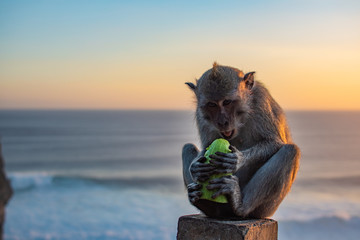 Obraz na płótnie Canvas Monkey near ocean Eating Cucumber at sunrise. Sunset at uluwatu temple in southern Bali. Wildlife.