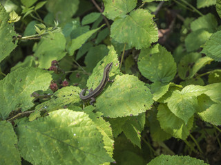 Lizard on green leaves in the forest