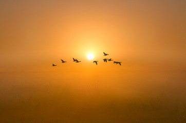 Flight of Geese at Sunrise