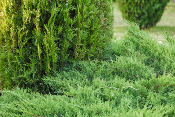 Green leaves of ornamental bushes in bright sun.