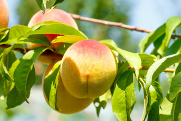 ripe peaches hang on a tree branch