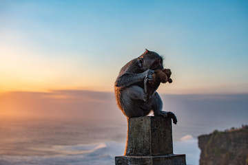 Monkey near ocean Eating soft toy at sunrise. Sunset at uluwatu temple in southern Bali. Wildlife.