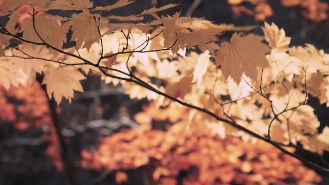 木漏れ日の森 紅葉 ８６ 晩秋のもみじ かえで