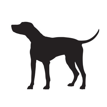 Dalmatian dog standing, isolated vector silhouette. Pets