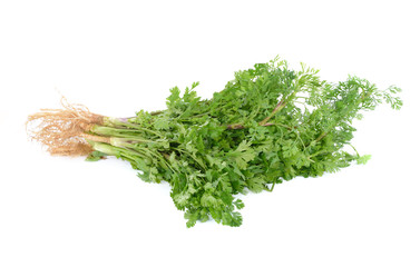 Fresh green coriander isolated  on white background