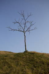 Lonely tree in a field, in the countryside