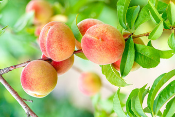 ripe peaches hang on a tree branch