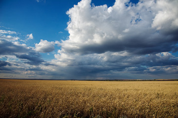 Yellow wheat field against a blue sky