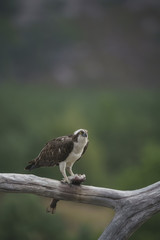Pandion haliaetus,adult male  perched and eating catch,Highlands of Scotland in mid summer