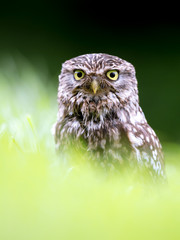 Little Owl portrait