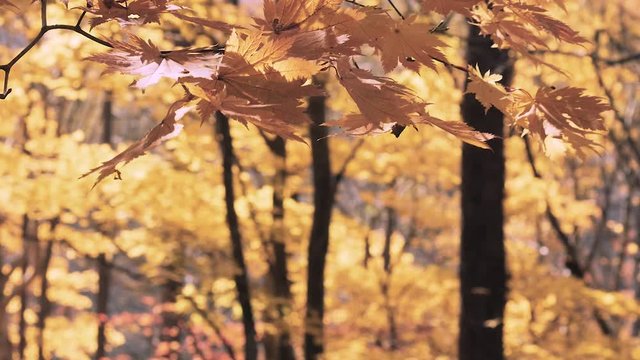 木漏れ日の森 紅葉 ９２ 晩秋のもみじ かえで