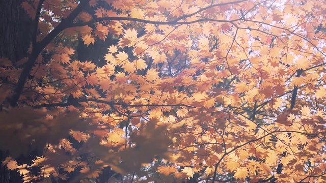 木漏れ日の森 紅葉 ９３ 晩秋のもみじ かえで