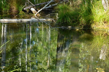 pond in the forest