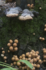 Sheathed woodtuft