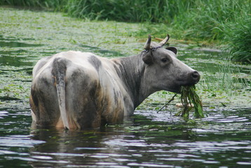 cow on the river © nepos_foto