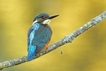 Common kingfisher. Alcedo atthis