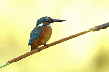 Common kingfisher. Alcedo atthis