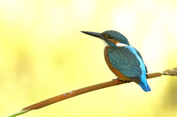 Common kingfisher. Alcedo atthis