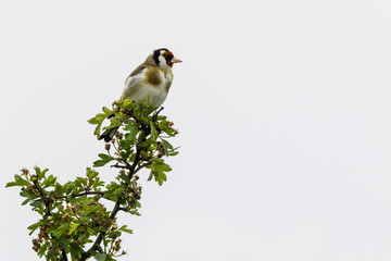 Goldfinch