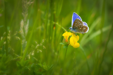 Common blue butterfly