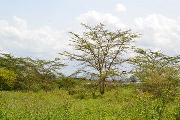acacia trees