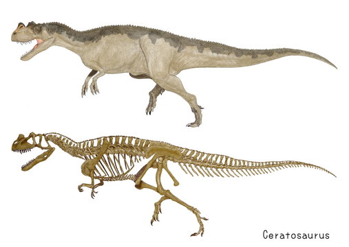 ケラトサウルス。ジュラ紀後期の代表的な肉食恐竜の骨格図と肉付け図の二つをそろえたイラスト画像です。