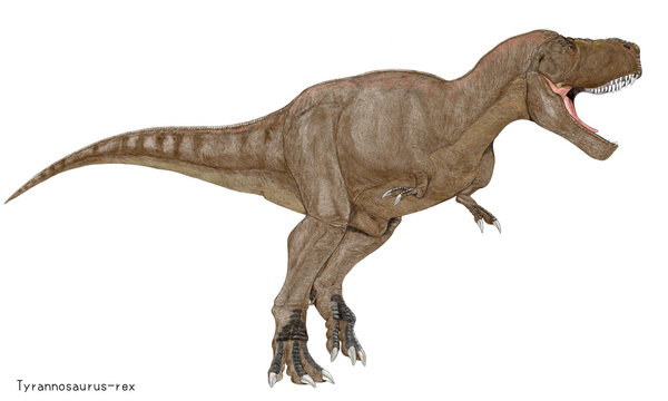 ティラノサウルス・レックス。白亜紀の代表的肉食恐竜のイラスト画像。大型のために過度のカモフラージュ色を避け、茶系の体色を採用した。