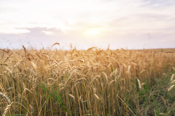Close up of wheat field. Side view. Horizontal. Tilted.