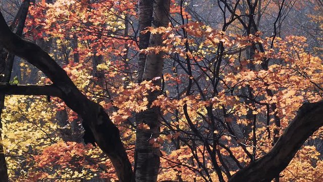 木漏れ日の森 紅葉 ９９ 晩秋のもみじ かえで