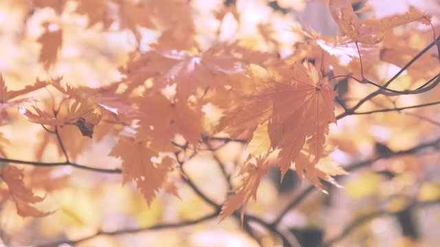 木漏れ日の森 紅葉 １００ 晩秋のもみじ かえで