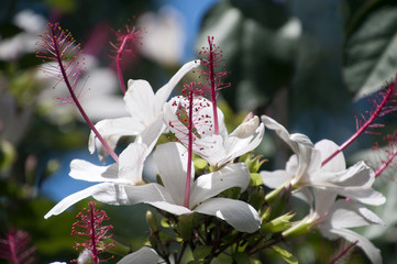 Sydney Australia, white Hibiscus flowers with long ref stamen in garden