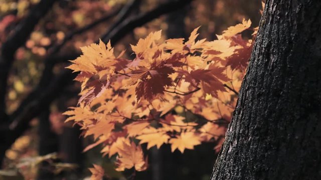 木漏れ日の森 紅葉 １０２ 晩秋のもみじ かえで