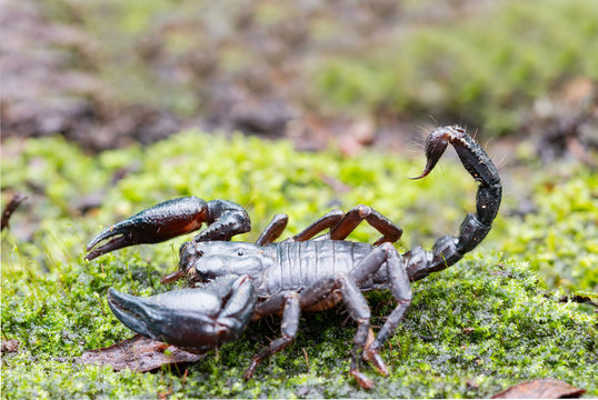Heterometrus longimanus black scorpion.Emperor Scorpion, Pandinus imperator over natural background