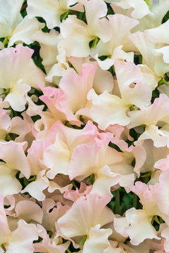 Sweet pea (Kiera Madeline)
