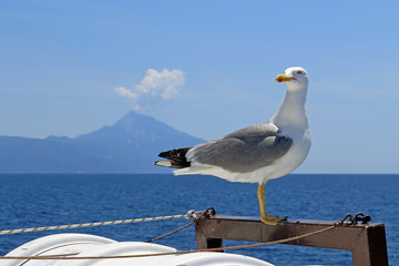 Fototapeta na wymiar Mediterranean Seagull close-up on the background of the coastline