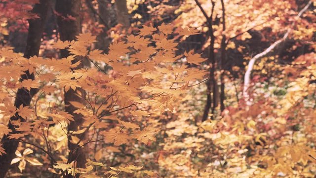 木漏れ日の森 紅葉 １０４ 晩秋のもみじ かえで