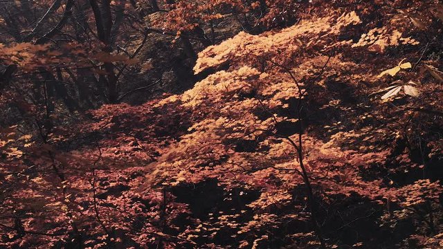 木漏れ日の森 紅葉 １０５ 晩秋のもみじ かえで