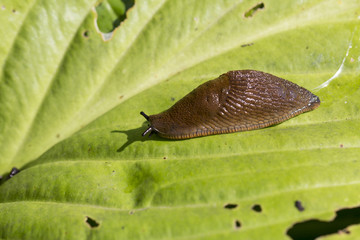 Red Slug ( Arion rufus ) on a green  leaf. Cause of the most damage in garden. Agricultural pest. Close up