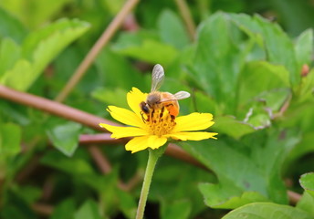 close up beautiful bee and flower in nature