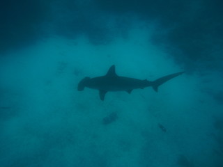 A scalloped hammerhead (Sphyrna lewini) approaches at Galapagos Islands. Galapagos Islands, Ecuador